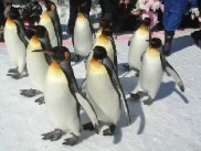 ペンギンのお散歩